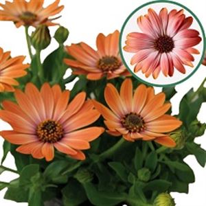 Afbeelding van Osteospermum P12 Valencia(oranje bic)